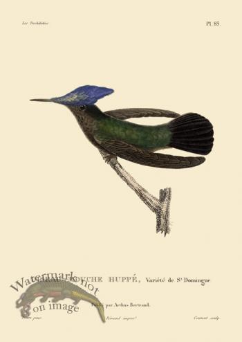 Humming Bird 85